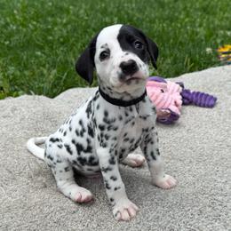 Rubble - White and black male Dalmatian puppy in Newfoundland, Pennsylvania from Poconopaws