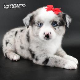 Bi Blue Merle 2 blue eyes - Blue merle female Miniature Australian Shepherd puppy in Pinehurst, Texas from Aussie Amor