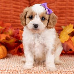 Cavapoo, Cockapoo, Maltipoo, and Poodle Puppies from My Doodle Puppy