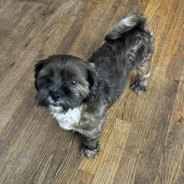 Gabby - Lhasa Apso