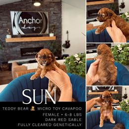 S-U-N - Sable Cavapoo puppy in Pleasant View, Utah from Anchor Dogs