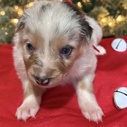 Audrey - Blue merle female Australian Shepherd puppy in Preston, Idaho from KC Bar Ranch Aussies
