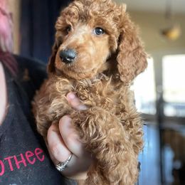 Poodle Puppies from Az Dandelion Doodles