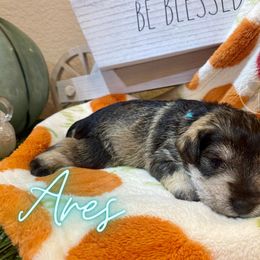 Miniature Schnauzer Puppies from Dixieland Miniature Schnauzers