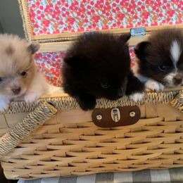 Pomeranians from P31 Poms