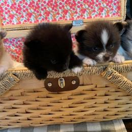 Pomeranians from P31 Poms