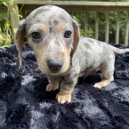 Dachshund Puppies from Doxie Dapples