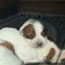 Australian Cattle Dog Puppies from Hudsons Australian Cattle Dogs