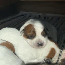 Australian Cattle Dog Puppies from Hudsons Australian Cattle Dogs