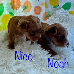 Noah - Chocolate, tan and white male Yorkshire Terrier puppy in Tulsa, Oklahoma from Conns Cuddly Canines