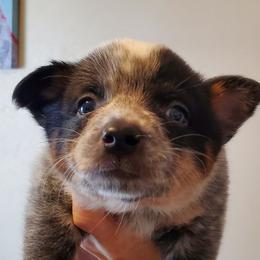 Full mask - Blue speckled female Australian Cattle Dog puppy in Lenoir, North Carolina from Blue Coyote Ranch