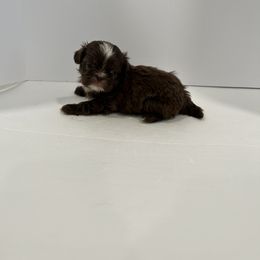 Shih Tzu Puppies from Moore Shih Tzus