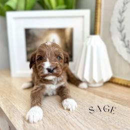 Sage - Apricot male Australian Labradoodle puppy in Palmdale, California from Heavenly Doodles