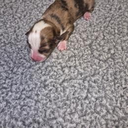 Liberty - Red merle female Toy Australian Shepherd puppy in Humansville, Missouri from Tater Tot aussies