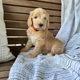 Peanut Butter - Apricot female Goldendoodle puppy in Montgomery, Texas from Dacus Doodles