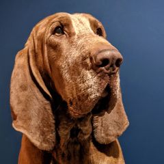 Black and Tan Coonhounds and Bracco Italianos from Old Soul Black & Tan Coonhounds