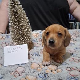 L M 1 - Red male Dachshund puppy in Penn Run, Pennsylvania from Shannon’s Dachshunds