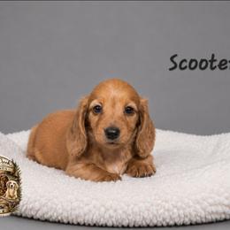 Blaze - Red male Dachshund puppy in Greenfield, Ohio from Buck Run Creek Dachshunds