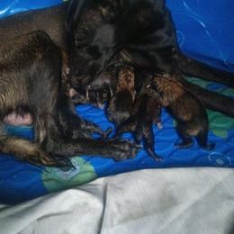 Girl 6 - Black sable female Belgian Malinois puppy in Marshall, Michigan from McMillan Malinois