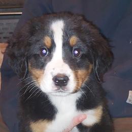 Parfait - Tri-color female Bernese Mountain Dog puppy in Shawnee, Oklahoma from Little House