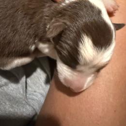 Red and white female 1 - Red female Border Collie puppy in Jackson, New Jersey from NJ Bees BC