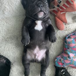 French Bulldog Puppies from Luna and London’s Puppies