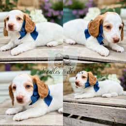 Dachshund, Goldendoodle, and Sheepadoodle Puppies from Doodles & Doxies
