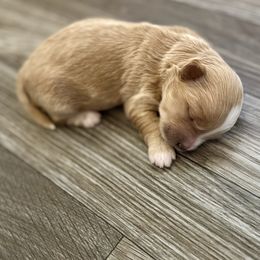 Angel - Cream female Maltipoo puppy in Madison, North Carolina from Silverfire Puppies