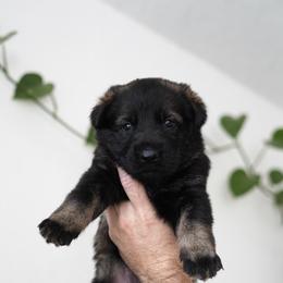 Saga - Sable female German Shepherd puppy in Coarsegold, California from Yosemite Shepherds