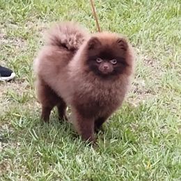 Pekingese and Pomeranian Puppies from Purple Diamonds Kennel