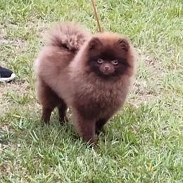 Pekingese and Pomeranian Puppies from Purple Diamonds Kennel