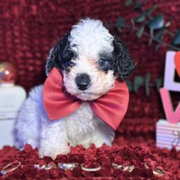 Oreo - Black and white male Cockapoo puppy in Griffin, Georgia from Rawls Lovely Little Tots