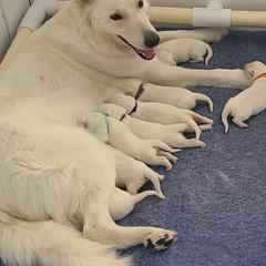 Berger Blanc Suisse Puppies from Absolute Dream White Swiss Shepherds