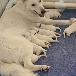 Berger Blanc Suisse Puppies from Absolute Dream White Swiss Shepherds