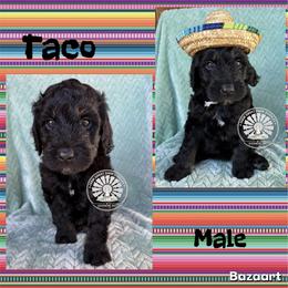 Taco - Tri-color male Bernedoodle puppy in Godwin, North Carolina from Farm Sweet Farm Doodles