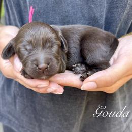 Gouda - Chocolate female Australian Labradoodle puppy in Morgan Hill, California from Loving Labradoodles