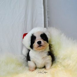 Cardigan Welsh Corgi Puppies from Grandiose Cardigan Welsh Corgis