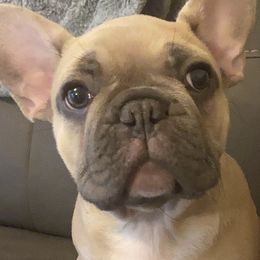 French Bulldogs from Kobe’s Kennels