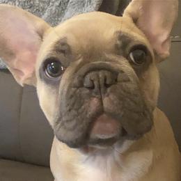French Bulldogs from Kobe’s Kennels