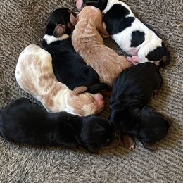 Basset Hound Puppies from LONG EARS FARM