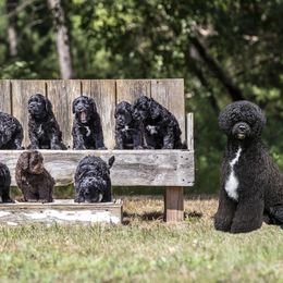 Portuguese Water Dogs from Afortunado Portuguese Water Dogs