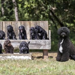Portuguese Water Dogs from Afortunado Portuguese Water Dogs