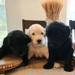 Goldendoodles from Taylored Labradoodles and Goldendoodle's of Michigan