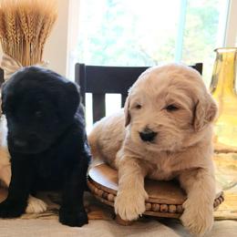 Goldendoodles from Taylored Labradoodles and Goldendoodle's of Michigan