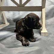 Basset Hound, Boykin Spaniel, English Cocker Spaniel, and Labrador Retriever Puppies from PARK’s Family Farm