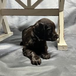 Basset Hound, Boykin Spaniel, English Cocker Spaniel, and Labrador Retriever Puppies from PARK’s Family Farm