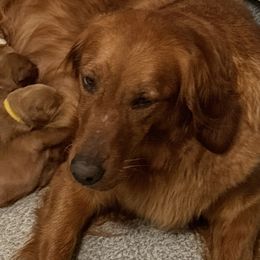 Elsa - Golden Retriever