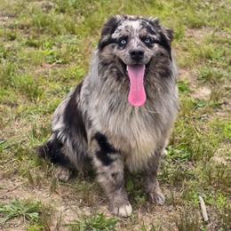 Sullee - Miniature Australian Shepherd