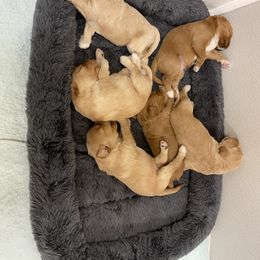 Australian Labradoodle Puppies from Salona Australian Labradoodles