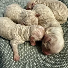 Cream - White female Bernedoodle puppy in Holt, Missouri from Mindys Doodles